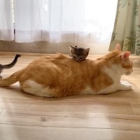 『温厚な先輩猫』が子猫に何度も踏まれたときの反応が…予想を超えてきた『まさかの対応』が7万再生「本当に優しい世界」「永遠に見ていたい」