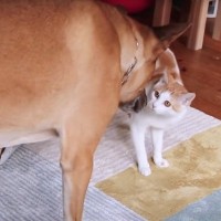 猫と大型犬がリードなしで初めて対面した結果…予想外の『やり取りの様子』が6万再生「つい笑ってしまった」「いいコンビになりそう」