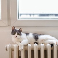 猫が大好きな『暖房器具』4選　寒い時期の猫の味方、使うときの注意事項もご紹介