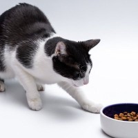 猫がトイレ以外で『砂かけ行動』をするのはなぜ？考えられる理由7選　猫が嫌がっているサインの場合も