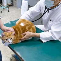 猫と『動物病院』うまく付き合うためのアイデア4選 慣らすためにはマメに行った方がいい？