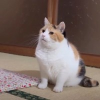 トイレ掃除がされていないことに気がついた猫→飼い主のほうに向かうと…『賢すぎる行動』が14万再生「偉い天才」「完璧なフォルム」