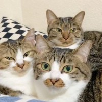 3匹の猫がまったりしてて可愛い～と思っていたら…『まさかの瞬間』が199万表示を突破「可愛すぎる」「幸せ空間だね」と話題に