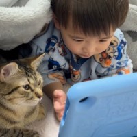 大好きな男の子とコタツでピッタリとくっつく猫…とんでもなく尊い『ふたりのやり取り』が52万再生「仲良し兄妹のよう」「たまらん」