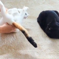 『猫の開きの作り方講習会』で黒猫先生が『お手本』をみせた結果…見事な姿が523万表示「素晴らしい手際」「全人類に見てほしい」と絶賛の声