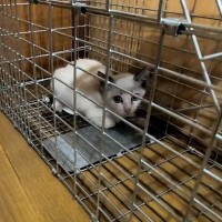 家主のいない『ゴミ屋敷』でノミだらけの子猫を保護したら…そっと涙を誘う『感動の瞬間』が15万再生「救ってくれてありがとう」「素敵」