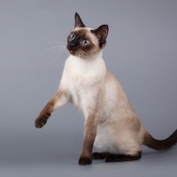 『フレンドリー』と言われている猫種5選　人に懐きやすい性格の猫たちの魅力をご紹介