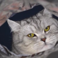 猫が『許せん…』と思っている飼い主のダメ習慣3選　猫たちが密かに迷惑していることとは？