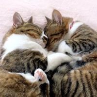 猫を多頭飼育したいなら『最初から2匹』もあり？2匹同時にお迎えするメリット・デメリット