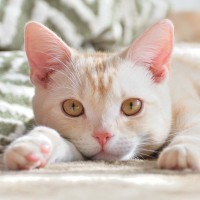 『猫好きで知られる有名人』6選！国内外で猫愛を発信し続ける人々