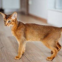猫の『ティッキング』を知っていますか？美しい被毛の特徴と代表的な猫種4選