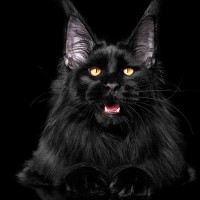 美しい黒い被毛が自慢！『純血の黒猫種』8選　アメショにも黒い子がいるって知ってた？