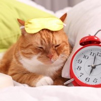 愛猫が『コロコロ寝床を変える』のはよくないサイン？考えられる4つの理由