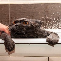 猫たちが『水が大嫌い』な理由と、慣らすための2つの方法　なかには水を怖がらない猫もいる！