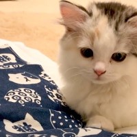 赤ちゃん猫に『猫用ふとん』をプレゼントした結果…予想外の『可愛すぎる姿』が21万再生「気持ちよさげで笑った」「めっちゃホッコリ」