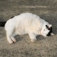 地域猫とその「住まい」が人気の観光名所に！Googleマップで星4.8の高評価　シンガポール