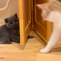 先輩猫から突然パンチされた子猫→明らかに『しょんぼりしてる様子』が可愛すぎると爆笑する人続出「早くも社会の厳しさに直面ｗ」「笑った」