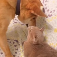 『覚えてるかな？』半年ぶりに再会した猫と犬…想像を超えてきた『2匹の反応』が尊すぎると反響続々「強烈」「きっと覚えてるよね」の声