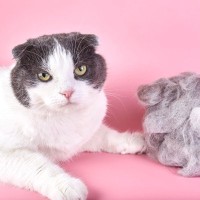 猫の『抜け毛』がおもちゃに？おうちでできちゃう、猫の抜け毛活用グッズ3選