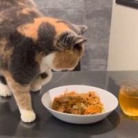 飼い主が焼きそばを作ったら、猫が…予想外すぎる『とんでもない行動』に爆笑する人続出「どんなニオイがｗ」「笑っちゃったｗ」