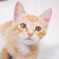 猫はちゃんと『家族の名前』を聞き分けている！実験結果から見えてきた猫の認識具合