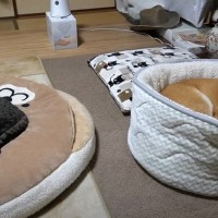 猫と柴犬が熟睡しているときにストーブを切った結果…『文句言ってくる姿』が面白すぎると234万再生「同時に顔あげてて草」「寝床逆ｗ」