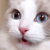 猫に手を噛まれて『あーー』と低い声を出したら…『笑撃的すぎるリアクション』が149万再生「あんま理解してなさそうｗ」「かわいぃい」