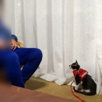 『猫嫌いのお父さん』に子猫を会わせてみた結果…想像もしていなかった『まさかの反応』に"驚愕"19万8000再生の反響