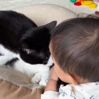 赤ちゃんに『しっぽを触られた猫』、怒るかと思ったら…とんでもなく優しい『まさかの対応』が話題「優しいお兄さん」「立派なベビーシッター」