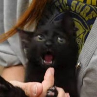 「もうやだー！」人生2度目の動物病院を経験した子猫→『過去イチの大絶叫』で…微笑ましい姿が4万再生「よく頑張ったね」「大暴れしてるｗ」