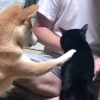 猫に『おやつ』をあげようとしたら、柴犬が……思わず笑ってしまう『微笑ましすぎる光景』が99万再生「漫才コンビみたい」「何回みても笑える」