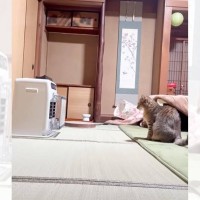 『ヒーターに近づくと危ない』と教えられ、距離が83cmになった猫→久々に測ってみたら…予想外の結果が36万再生「寒いものねｗ」「賢い」