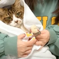 元野良猫をおくるみで包んで爪切りしてみたら…想像以上の結果と『赤ちゃんすぎる姿』に爆笑「可愛いの限界突破ｗ」「面白すぎｗ」