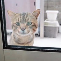 突然庭に現れた野良猫が『家に入りたい』と猛烈アピールをしてきて…まさかの姿に涙が止まらないと208万再生「ジ～ンときた」「めちゃ素敵」