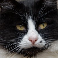 猫にも『シミ』ができる！できやすい猫や対処法を解説　放っておいていいもの？