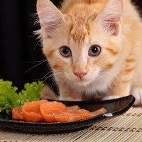 つい猫にあげがちな『人の食べ物』4選　それぞれあげても大丈夫？