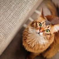 猫たちの脅威の『聴力』知っていると楽しい豆知識3選　サイレントニャーの秘密がここに！