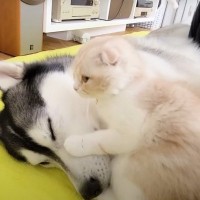 爆睡している犬を『起こしにいった猫』のはずが…予想外の光景が可愛すぎると71万再生「休日の父親と子供みたい」「ほのぼのした」