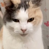 座っている猫が『痙攣』を起こしていると思ったら…『まさかの光景』に思わず笑ってしまうと145万再生「痩せそうｗ」「びっくりした」