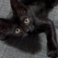 『戦いたいけど甘えたい…』葛藤する黒猫が可愛すぎると83万再生の大反響「心が、ふたつあるー」「分かる分かるｗ」と話題に