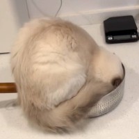 小さな片手鍋にどうしても入りたい猫→気合で『ねじ込もうとする姿』に思わず笑ってしまうと163万再生「可愛い赤ちゃんｗ」「面白かわいい」