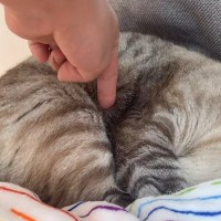 猫の頭は『左？右？』クイズを出してみたら…猫飼ってても間違える『とんでもない難問』が164万再生「ニャン門ｗ」「自信あったのにｗ」