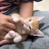 指しゃぶりに目覚めた赤ちゃん猫→まさかの『強いこだわり』を持つ様子が面白すぎると話題に　「可愛すぎるｗ」「たまらん」の声