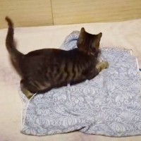 日課の『早朝運動会』を撮影したら、元野良猫が…可愛すぎる『おしりフリフリ』が3.2万再生「待ち構えてるｗ」「なかなかすばしっこいｗ」