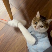 会議中のパパにかまってほしい猫→知恵を絞った結果…予想外すぎる『まさかの行動』が17万再生「遊ばざるを得ない」「斬新で笑った」