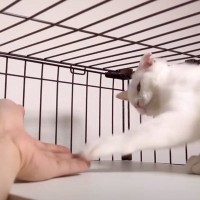 『警戒心が強い白猫』を保護→３週間後になると……『感動の変化』に「家族の優しさが溢れてる」「ほっこりした」と10万再生の反響