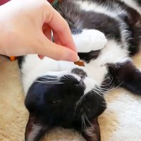 爆睡中の猫に『大好物のおやつ』を近づけた結果…まさかの意外すぎる『完全敗北』に爆笑「面白い検証ありがとうｗ」「予想に反してｗｗ」の声