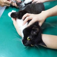 『健康診断と知らせずに』猫を病院に連れて行ったら、声が…まさかの可愛すぎる変化に爆笑「声高いww」「異常無しで良かったｗ」5万再生突破