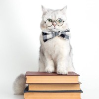 『猫は賢いなぁ』と思わず関心する瞬間3選　猫は思っている以上に考えている！？