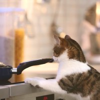 『キッチン』で起きる猫のトラブル3選　コンロ、包丁…猫にとっては危険がいっぱい